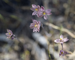 Thelymitra luteocilium