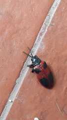 Coraliomela quadrimaculata