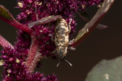 Hypolixus pica
