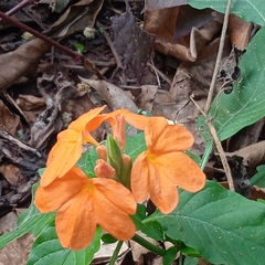Crossandra infundibuliformis