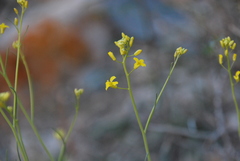 Sisymbrium polymorphum