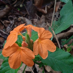 Crossandra infundibuliformis