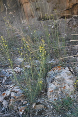 Sisymbrium polymorphum