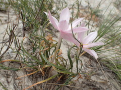 Gethyllis transkarooica