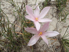 Gethyllis transkarooica