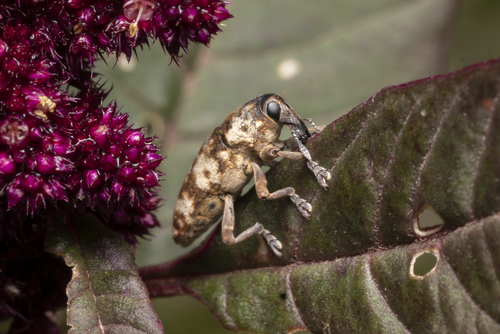 Hypolixus pica