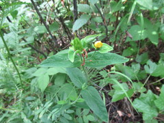 Hypericum ascyron gebleri