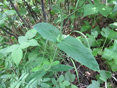 Hypericum ascyron gebleri