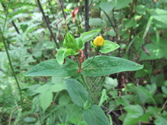 Hypericum ascyron gebleri
