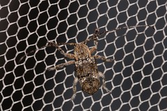 Prosoplus mediofasciatus
