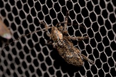 Prosoplus mediofasciatus