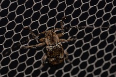 Prosoplus mediofasciatus