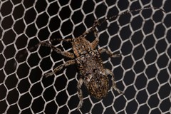 Prosoplus mediofasciatus