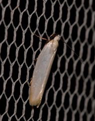 Scieropepla polyxesta