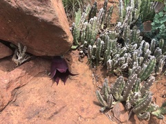 Stapelia leendertziae