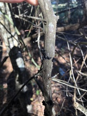 Media resource of Exidia glandulosa