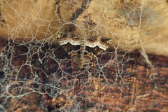 Chrysolarentia lucidulata