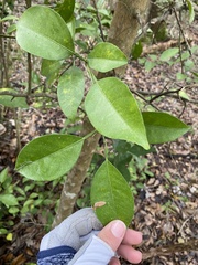 Citrus deliciosa