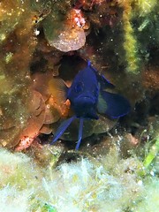 Western Blue Devil photo 4