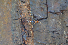 Acanthonevroides basalis