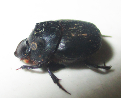 Onthophagus bicavifrons