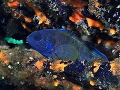 Western Blue Devil photo 3