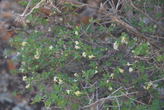Lonicera microphylla