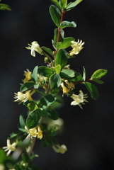 Lonicera microphylla