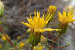 Pteronia cederbergensis
