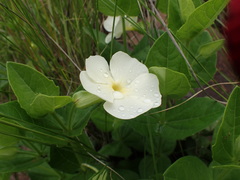Thunbergia atriplicifolia