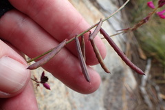 Indigofera sp-aff-humifusa