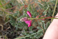 Indigofera sp-aff-humifusa