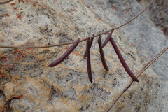 Indigofera sp-aff-humifusa