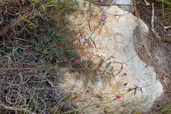 Indigofera sp-aff-humifusa