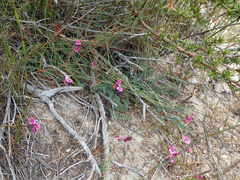 Indigofera sp-aff-humifusa