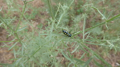 Buprestis octoguttata