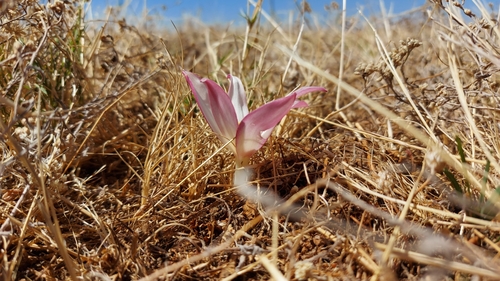 Image of Gethyllis ciliaris by (c) Jacques van der Merwe, some rights reserved (CC BY-SA)