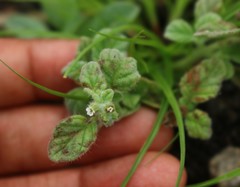 Heliotropium supinum