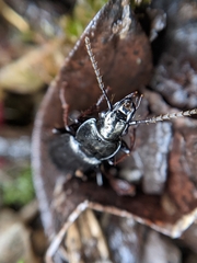 Pterostichus oblongopunctatus