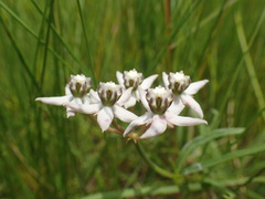 Asclepias brevicuspis