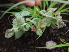 Heliotropium supinum