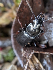 Pterostichus oblongopunctatus