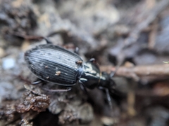 Pterostichus oblongopunctatus