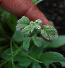 Heliotropium supinum