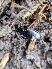 Pterostichus oblongopunctatus