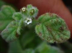 Heliotropium supinum