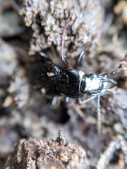 Pterostichus oblongopunctatus