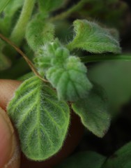 Heliotropium supinum