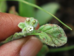 Heliotropium supinum