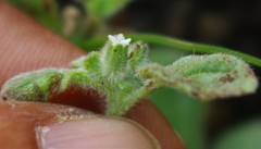 Heliotropium supinum